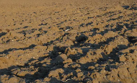 Ecotoxicité des PFAS dans les sols